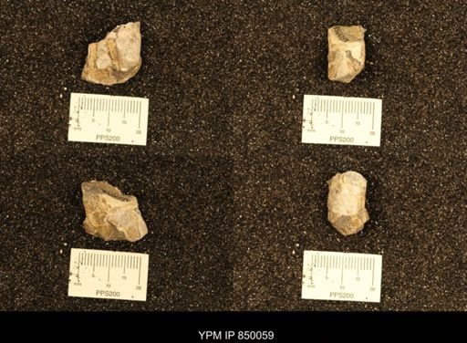 Baculites
