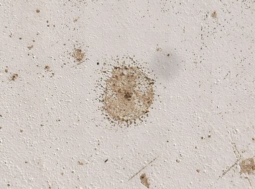 Nyctotherus