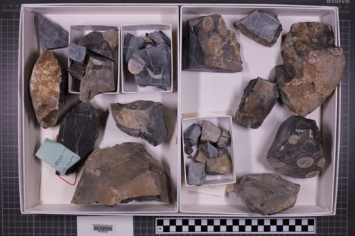 mixed taxa, stratigraphic collection