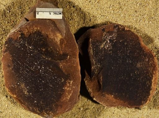 Stigmaria sp.