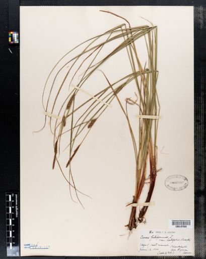 Carex filiformis
