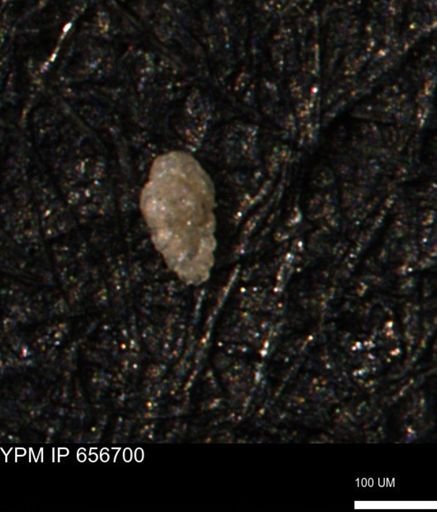 undet. Foraminiferida