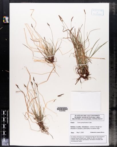 Carex pensylvanica