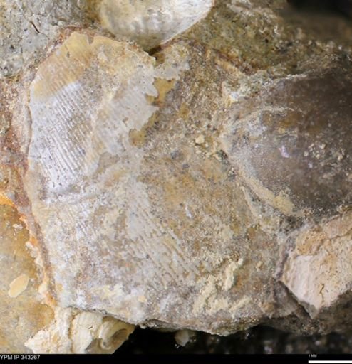 Crenella elegantula