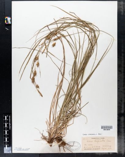 Carex sprengelii