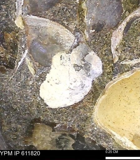 Protocardia sp.
