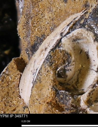 undet. Bivalvia