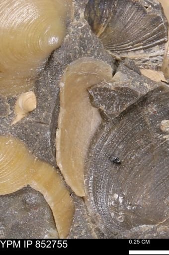 Limopsis striatopunctatus