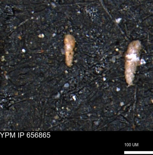 Verneuilinoides kansasensis