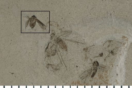 Hemiptera