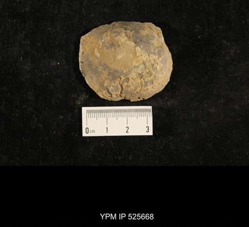 Crania scabiosa
