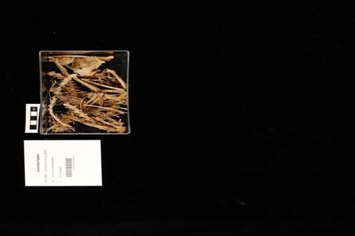 Sauromalus hispidus