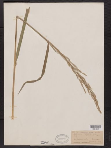 Glyceria septentrionalis