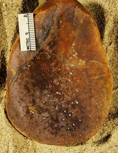 Stigmaria sp.