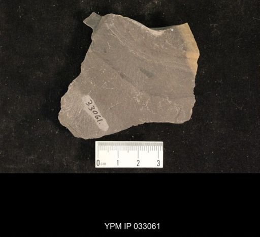 Mormolucoides articulatus