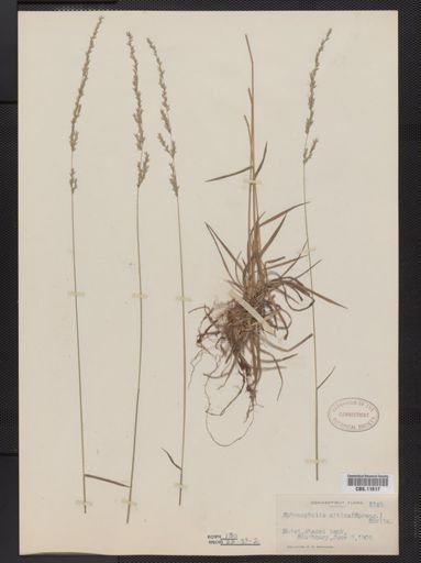 Sphenopholis nitida