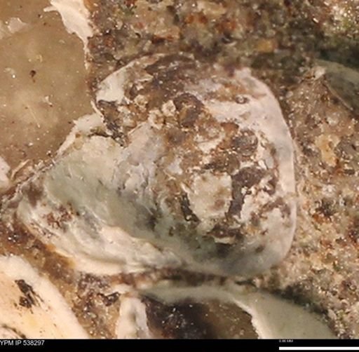 Corbulamella gregaria