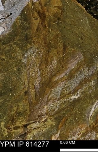 Bryozoa