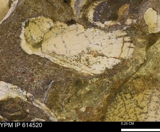 Limopsis striatopunctatus