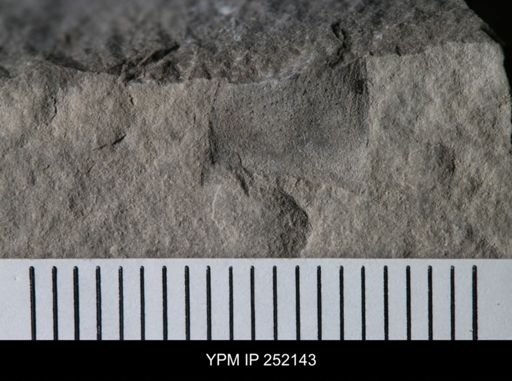undet. Eurypterida