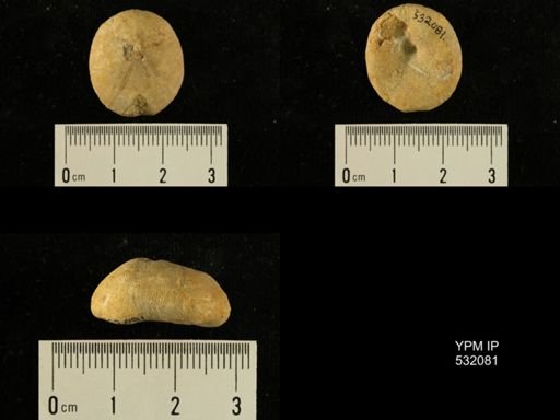 Pygopyrina incisa