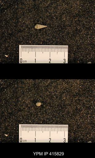 Meekospira choctawensis