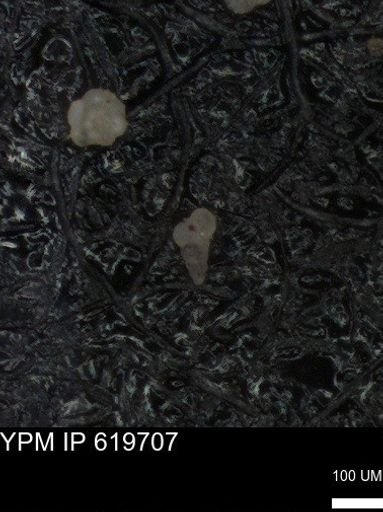 undet. Heterohelicidae