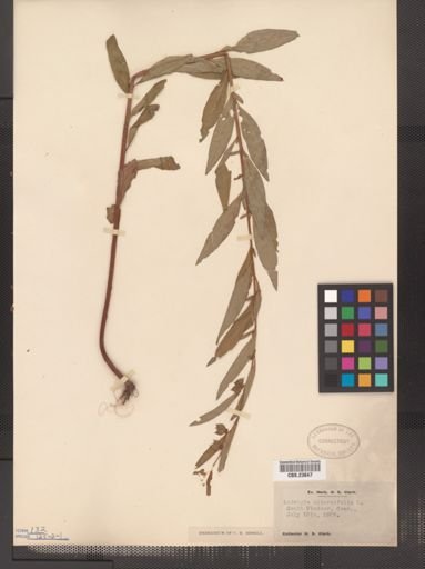 Ludwigia alternifolia