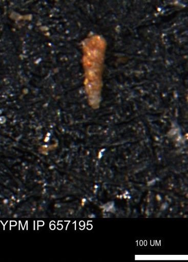 Verneuilinoides kansasensis