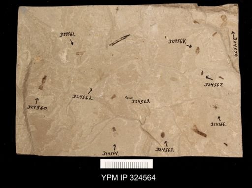 undet. Coleoptera
