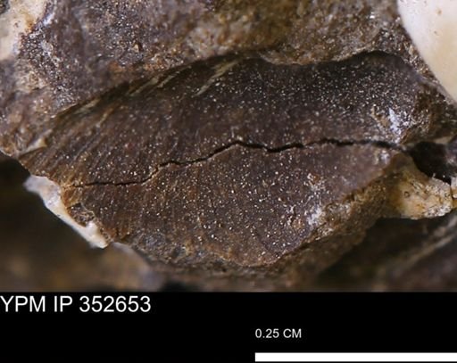 undet. Bivalvia