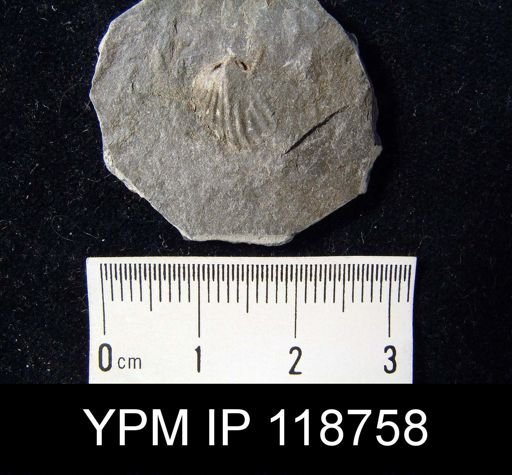 Anoplotheca hemispherica