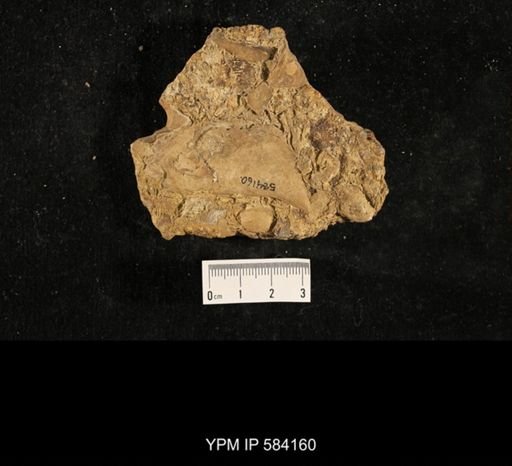 Myalina subquadrata