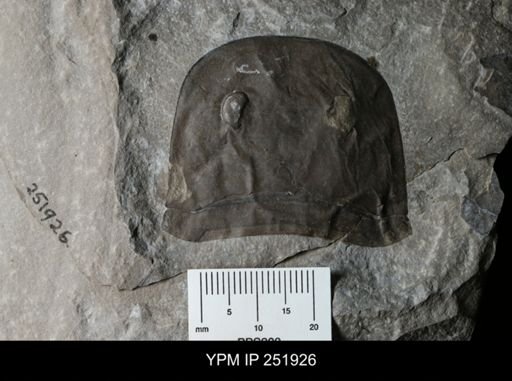 Eurypterus sp.