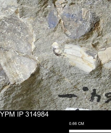undet. Scaphitidae