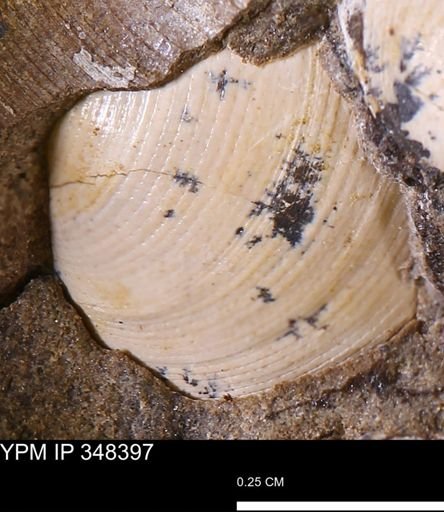 Limopsis striatopunctatus