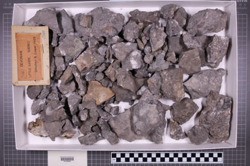 mixed taxa, stratigraphic collection