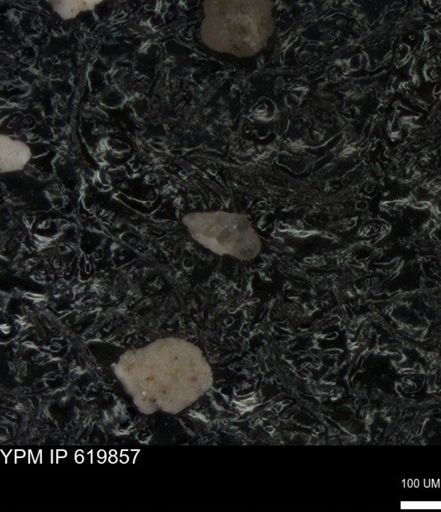 undet. Heterohelicidae