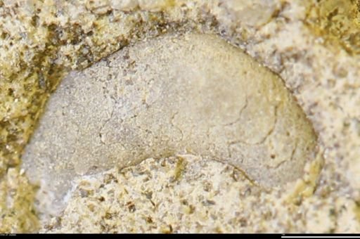undet. Ammonoidea