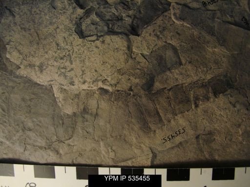 undet. Eurypterida