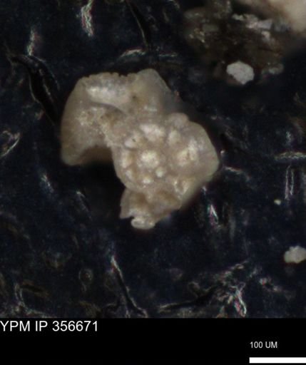 undet. Foraminiferida