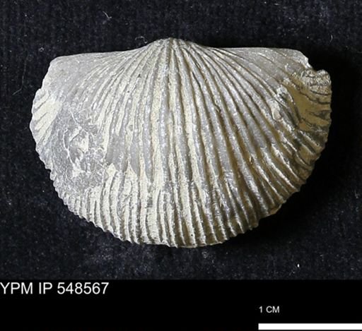 Stropheodonta inflexa?
