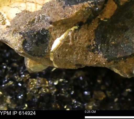 Limopsis? striatopunctatus