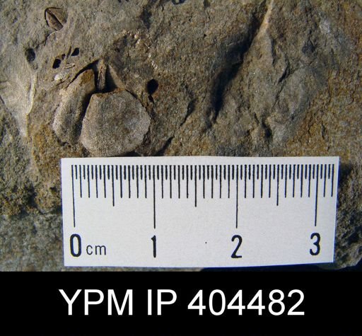 Cyrtina sp.