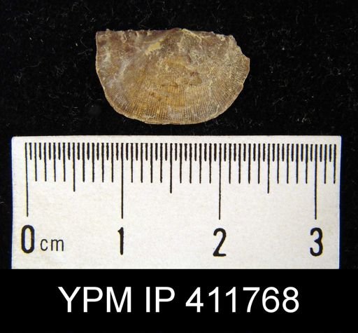 Chonetes granulifer