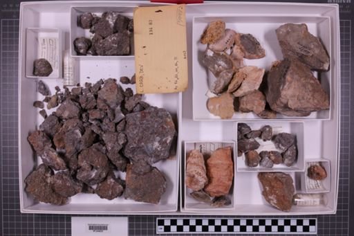 mixed taxa, stratigraphic collection