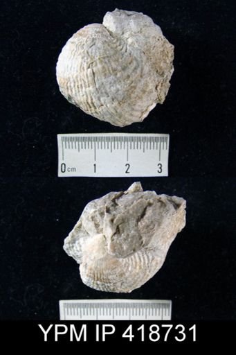 undet. Productidae