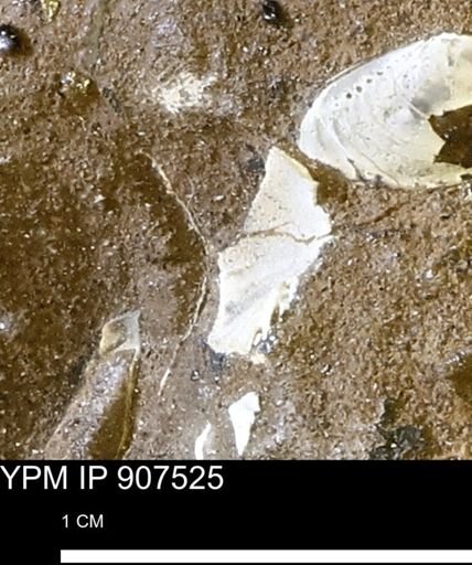 undet. Mollusca