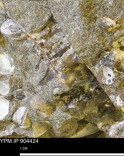 undet. Ammonoidea