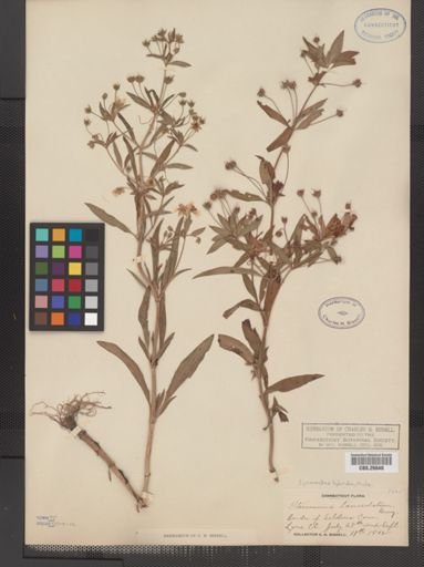 Plantae